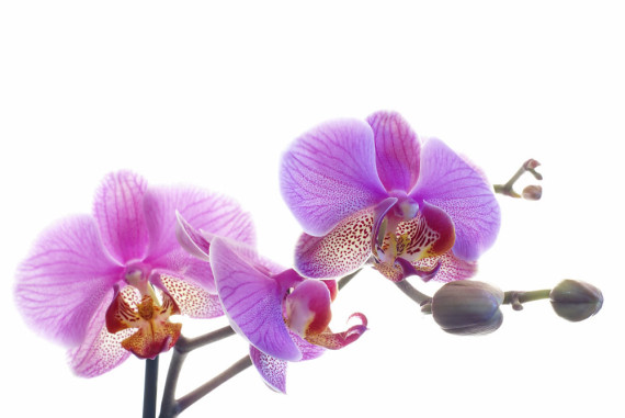 Orchidee zum Muttertag verschenken