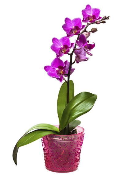 orchidee-im-topf