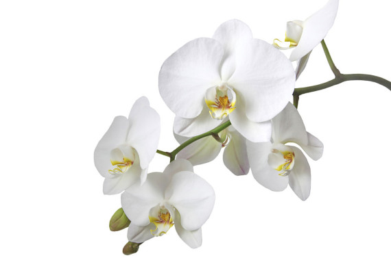 orchideen-in-weiss
