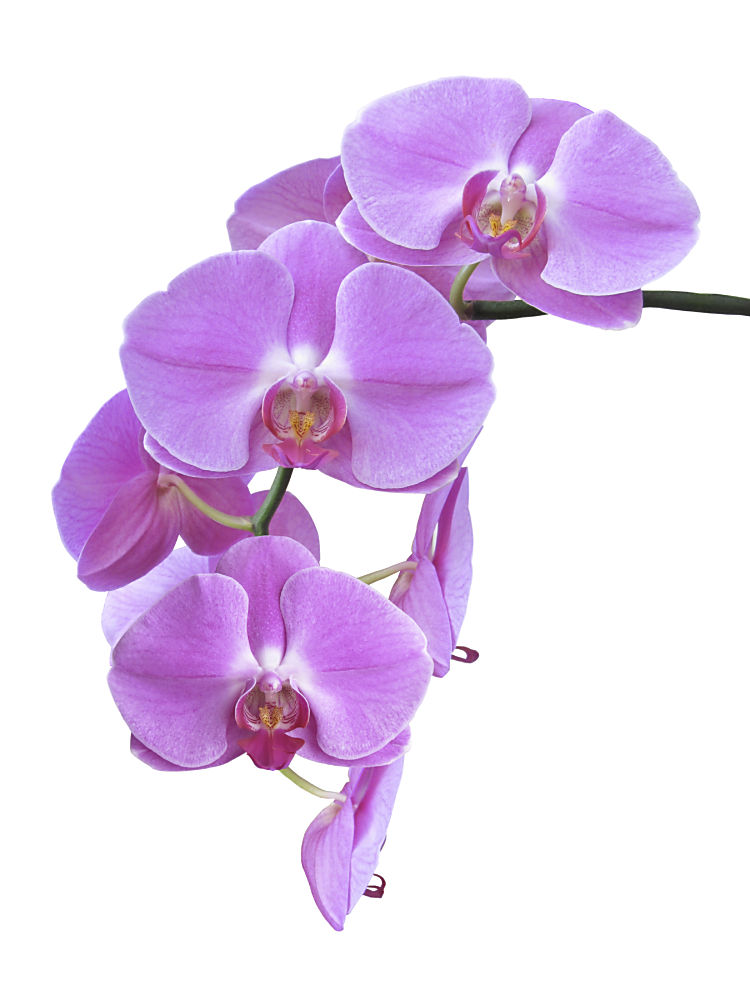 orchideen