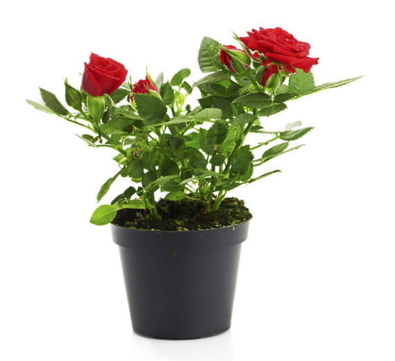 rose-im-topf