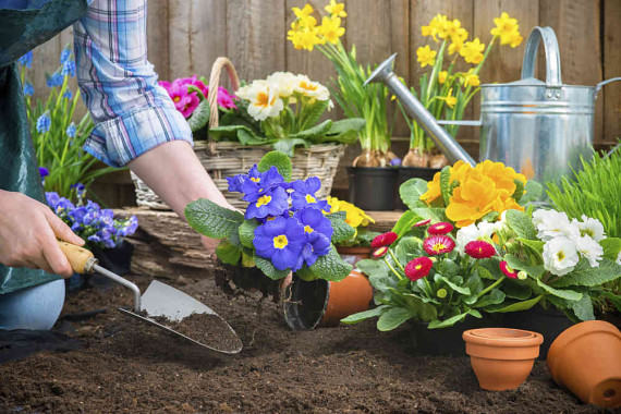 schnittblumen-pflegetipps